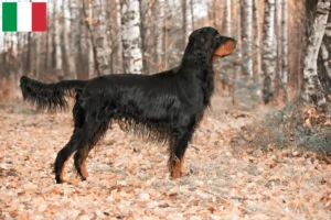 Mehr über den Artikel erfahren Gordon Setter Züchter und Welpen in Italien