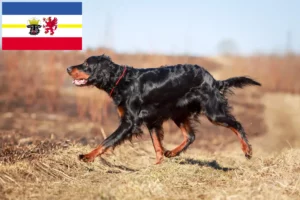 Mehr über den Artikel erfahren Gordon Setter Züchter und Welpen in Mecklenburg-Vorpommern