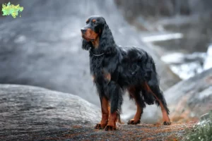 Mehr über den Artikel erfahren Gordon Setter Züchter und Welpen in Midtjylland