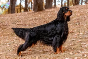 Mehr über den Artikel erfahren Gordon Setter Züchter und Welpen in Nordjylland