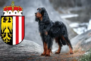 Mehr über den Artikel erfahren Gordon Setter Züchter und Welpen in Oberösterreich