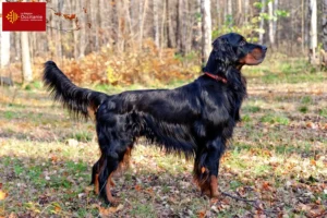 Mehr über den Artikel erfahren Gordon Setter Züchter und Welpen in Okzitanien