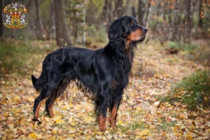 Mehr über den Artikel erfahren Gordon Setter Züchter und Welpen in Prag