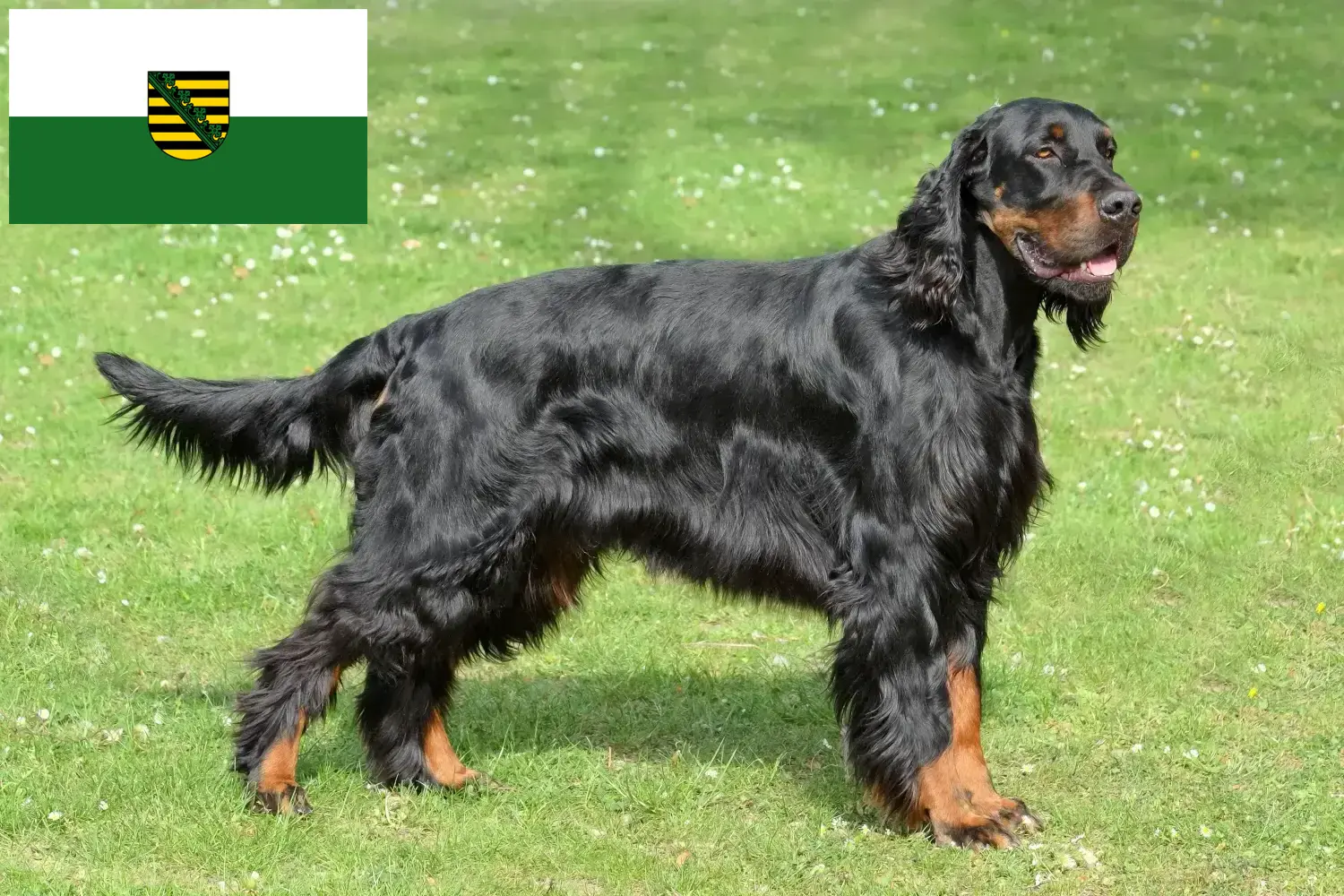 Gordon Setter Züchter und Welpen in Sachsen DogWeb.de