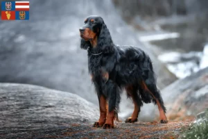 Mehr über den Artikel erfahren Gordon Setter Züchter und Welpen in Südmähren