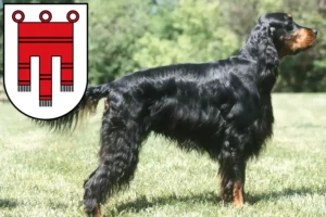 Mehr über den Artikel erfahren Gordon Setter Züchter und Welpen in Vorarlberg