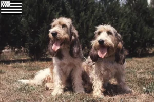 Mehr über den Artikel erfahren Grand Basset Griffon Vendéen Züchter und Welpen in der Bretagne