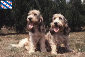 Mehr über den Artikel erfahren Grand Basset Griffon Vendéen Züchter und Welpen in Friesland