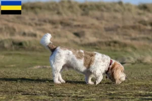 Mehr über den Artikel erfahren Grand Basset Griffon Vendéen Züchter und Welpen in Gelderland