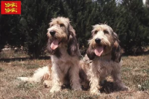 Mehr über den Artikel erfahren Grand Basset Griffon Vendéen Züchter und Welpen in der Normandie