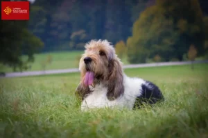 Mehr über den Artikel erfahren Grand Basset Griffon Vendéen Züchter und Welpen in Okzitanien