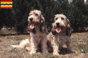 Mehr über den Artikel erfahren Grand Basset Griffon Vendéen Züchter und Welpen in Overijssel