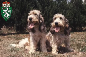 Mehr über den Artikel erfahren Grand Basset Griffon Vendéen Züchter und Welpen in der Steiermark