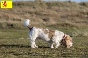 Mehr über den Artikel erfahren Grand Basset Griffon Vendéen Züchter und Welpen in Südholland