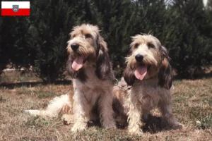 Mehr über den Artikel erfahren Grand Basset Griffon Vendéen Züchter und Welpen in Thüringen