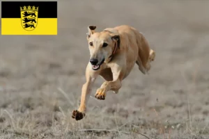 Mehr über den Artikel erfahren Greyhound Züchter und Welpen in Baden-Württemberg