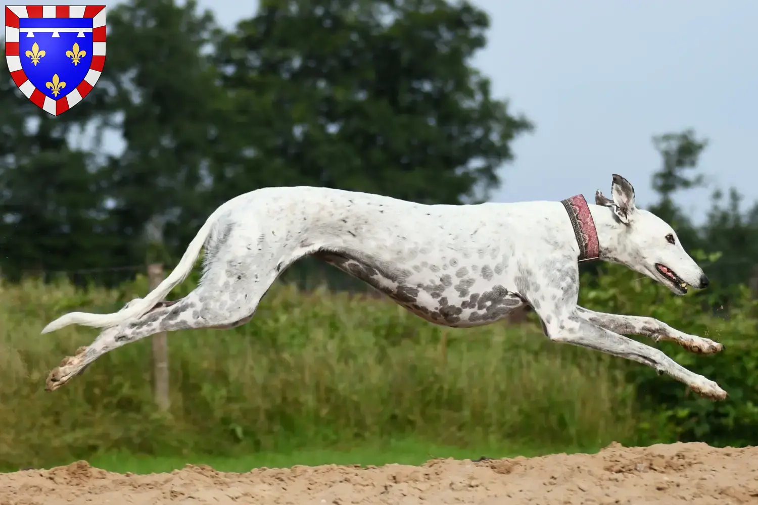 Greyhound Züchter und Welpen in CentreVal de Loire DogWeb.de