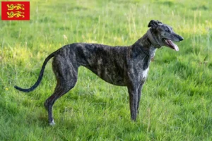 Mehr über den Artikel erfahren Greyhound Züchter und Welpen in der Normandie