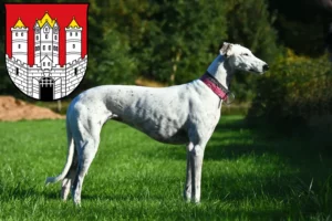 Mehr über den Artikel erfahren Greyhound Züchter und Welpen in Salzburg