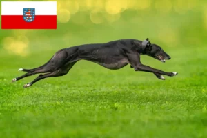 Mehr über den Artikel erfahren Greyhound Züchter und Welpen in Thüringen