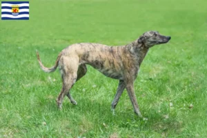 Mehr über den Artikel erfahren Greyhound Züchter und Welpen in Zeeland