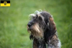 Mehr über den Artikel erfahren Griffon Bleu de Gascogne Züchter und Welpen in Baden-Württemberg