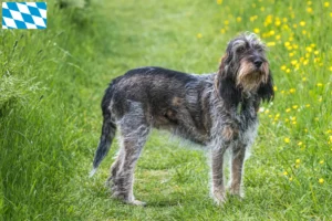 Mehr über den Artikel erfahren Griffon Bleu de Gascogne Züchter und Welpen in Bayern