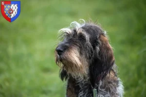 Mehr über den Artikel erfahren Griffon Bleu de Gascogne Züchter und Welpen in Pays de la Loire