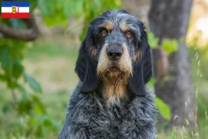 Mehr über den Artikel erfahren Griffon Bleu de Gascogne Züchter und Welpen in Schleswig-Holstein