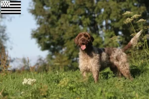 Mehr über den Artikel erfahren Griffon d’arrêt à poil dur Züchter und Welpen in der Bretagne