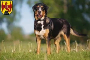 Mehr über den Artikel erfahren Großer Schweizer Sennenhund Züchter und Welpen im Burgenland