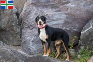 Mehr über den Artikel erfahren Großer Schweizer Sennenhund Züchter und Welpen in Groningen