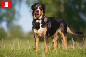 Mehr über den Artikel erfahren Großer Schweizer Sennenhund Züchter und Welpen in Hamburg