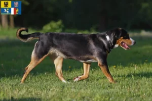 Mehr über den Artikel erfahren Großer Schweizer Sennenhund Züchter und Welpen in Mähren-Schlesien