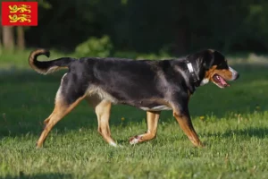 Mehr über den Artikel erfahren Großer Schweizer Sennenhund Züchter und Welpen in der Normandie