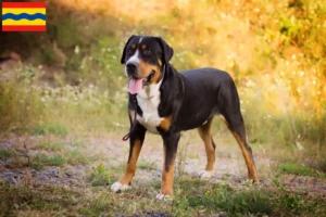 Mehr über den Artikel erfahren Großer Schweizer Sennenhund Züchter und Welpen in Overijssel