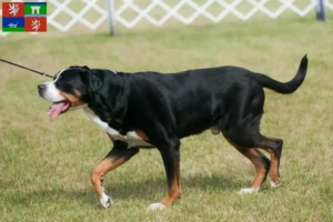 Mehr über den Artikel erfahren Großer Schweizer Sennenhund Züchter und Welpen in Ústí