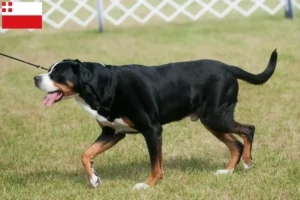 Mehr über den Artikel erfahren Großer Schweizer Sennenhund Züchter und Welpen in Utrecht