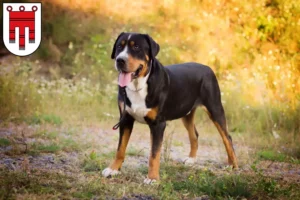 Mehr über den Artikel erfahren Großer Schweizer Sennenhund Züchter und Welpen in Vorarlberg