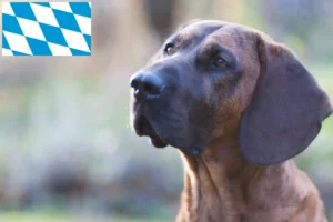 Mehr über den Artikel erfahren Hannoverscher Schweißhund Züchter und Welpen in Bayern