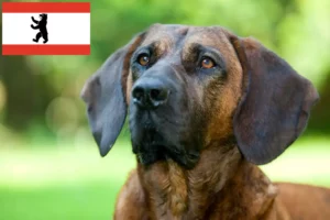 Mehr über den Artikel erfahren Hannoverscher Schweißhund Züchter und Welpen in Berlin