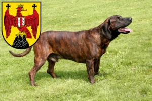 Mehr über den Artikel erfahren Hannoverscher Schweißhund Züchter und Welpen im Burgenland