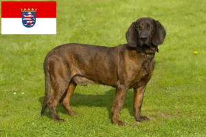 Mehr über den Artikel erfahren Hannoverscher Schweißhund Züchter und Welpen in Hessen