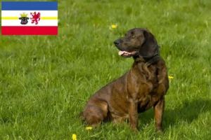 Mehr über den Artikel erfahren Hannoverscher Schweißhund Züchter und Welpen in Mecklenburg-Vorpommern