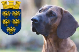 Mehr über den Artikel erfahren Hannoverscher Schweißhund Züchter und Welpen in Niederösterreich