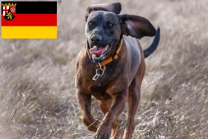 Mehr über den Artikel erfahren Hannoverscher Schweißhund Züchter und Welpen in Rheinland-Pfalz