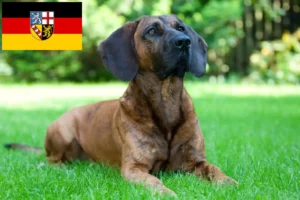 Mehr über den Artikel erfahren Hannoverscher Schweißhund Züchter und Welpen im Saarland