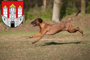 Mehr über den Artikel erfahren Hannoverscher Schweißhund Züchter und Welpen in Salzburg