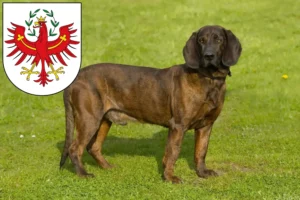 Mehr über den Artikel erfahren Hannoverscher Schweißhund Züchter und Welpen in Tirol