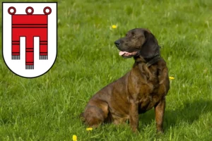 Mehr über den Artikel erfahren Hannoverscher Schweißhund Züchter und Welpen in Vorarlberg